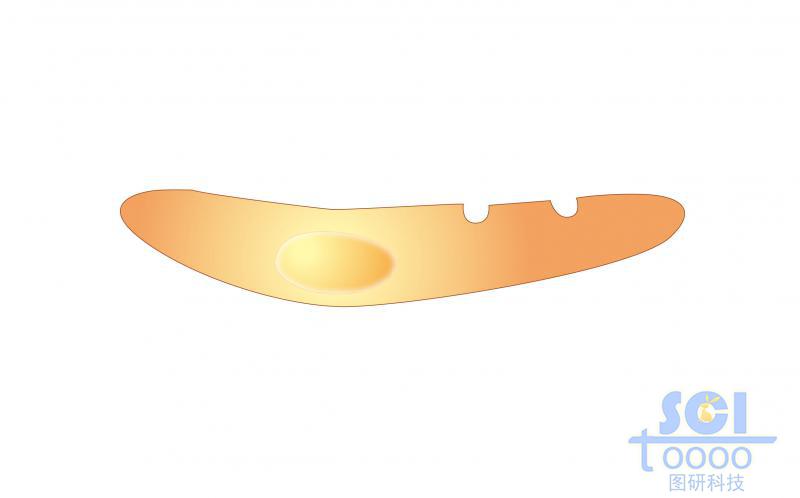 單體細胞/骨髓基質(zhì)細胞