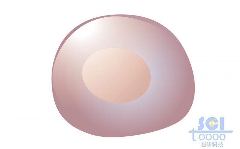 單體細胞/前祖B細胞