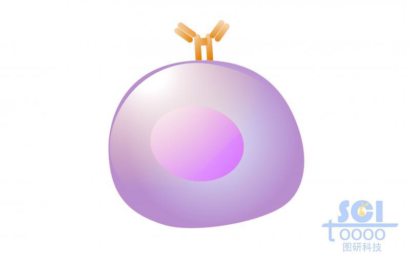 單體細胞/大前B細胞