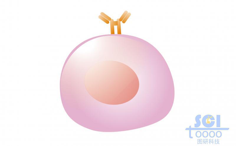 單體細胞/未成熟B細胞