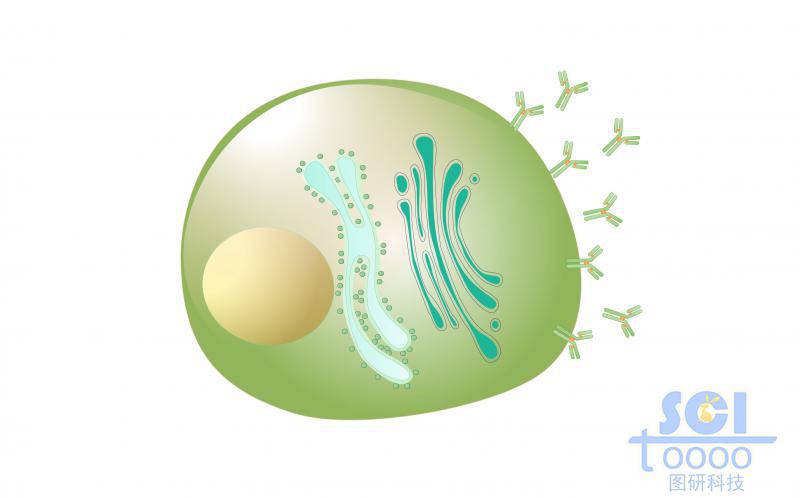 單體細(xì)胞/漿細(xì)胞
