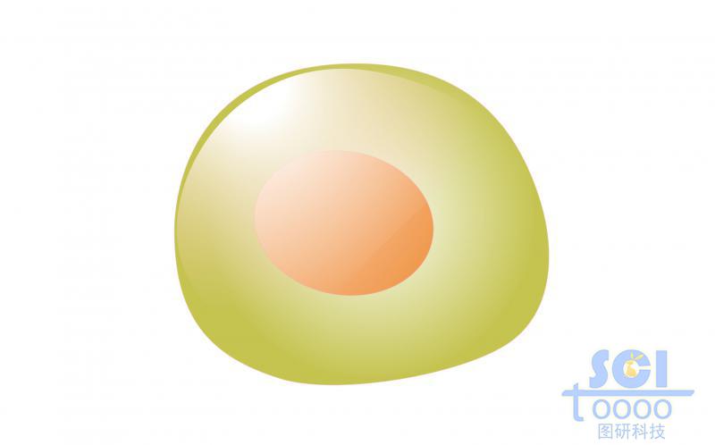 單體細(xì)胞/記憶性B細(xì)胞