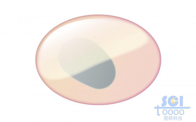 單體細(xì)胞模式圖