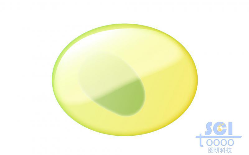 單體細(xì)胞/共同淋巴祖細(xì)胞