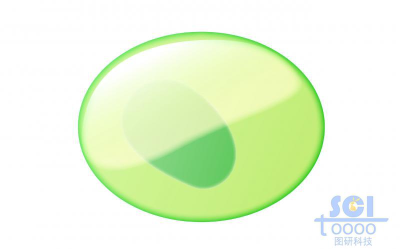 單體細(xì)胞/NK細(xì)胞前體