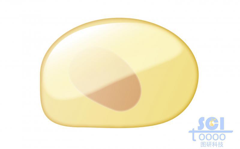 單體細(xì)胞/淋巴樣干細(xì)胞