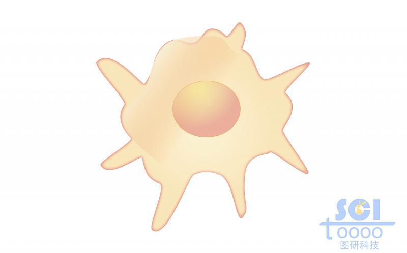 單體細(xì)胞/淋巴系DC