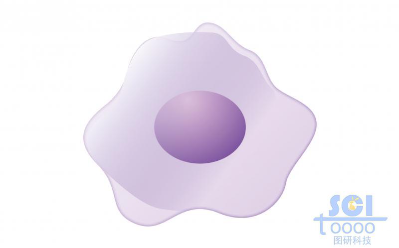 單體細(xì)胞/單核細(xì)胞