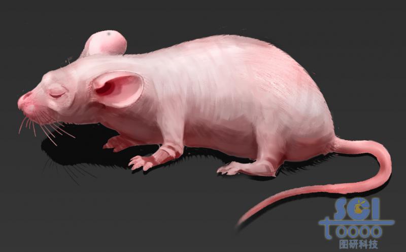 閉眼無皺褶小裸鼠