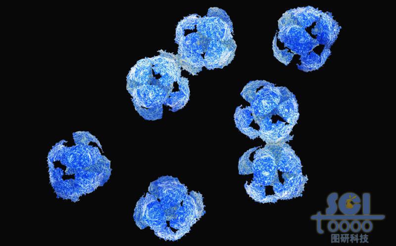 表面凹凸不平的破裂巨噬細(xì)胞簇