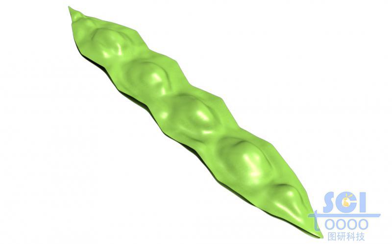 豆莢結(jié)構(gòu)