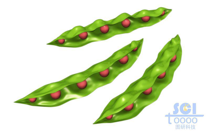 豆莢結(jié)構(gòu)