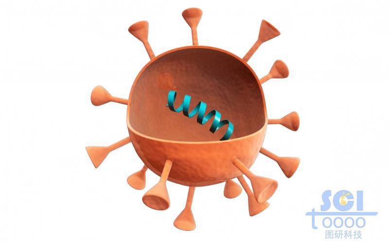 四分之一切面可見內部遺傳物質的病毒結構