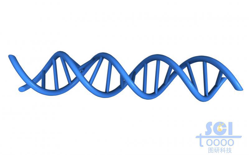 帶堿基對(duì)的DNA雙螺旋鏈