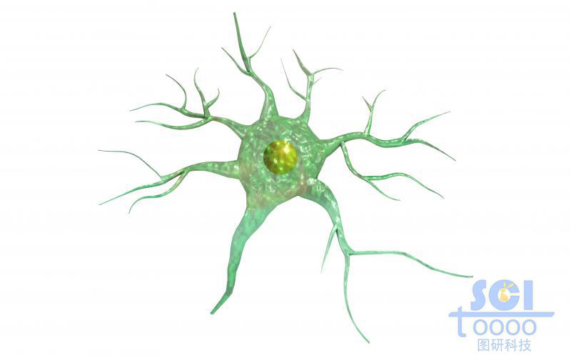 神經(jīng)元細胞單體