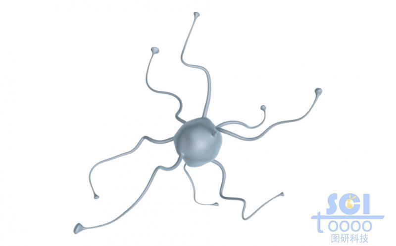 神經(jīng)元細(xì)胞單體