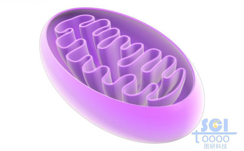 半切面的線粒體結(jié)構(gòu)