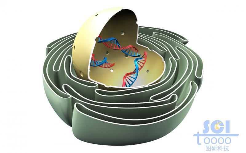 帶高爾基體的半切面細(xì)胞