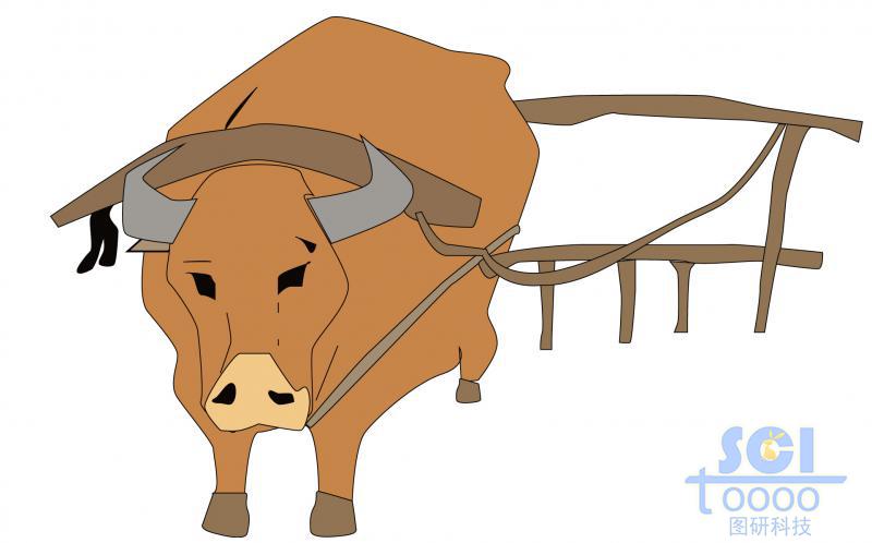 耕牛/牛
