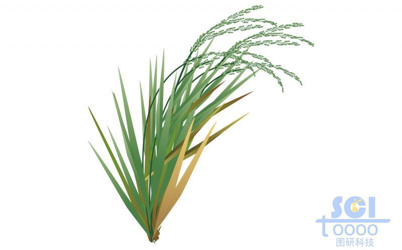 水稻示意圖