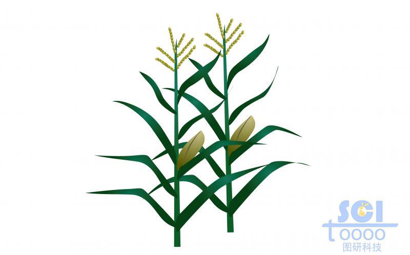 帶果實(shí)的玉米植株