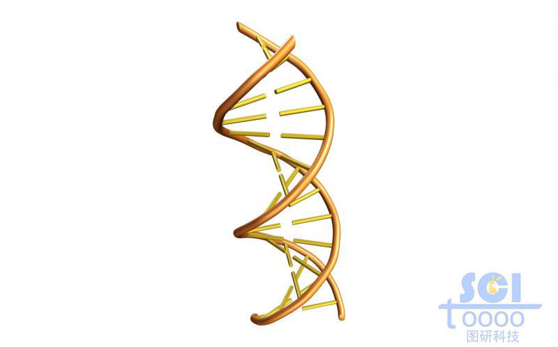 帶堿基對(duì)的DNA雙螺旋鏈