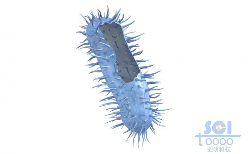 帶缺口的大腸桿菌