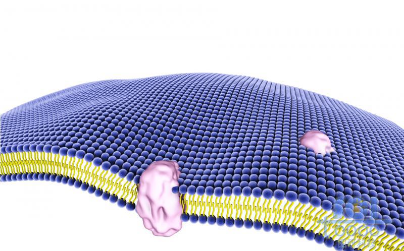 帶蛋白的磷脂雙分子層