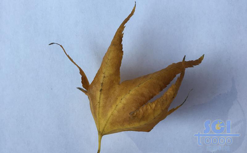 樹(shù)葉素材