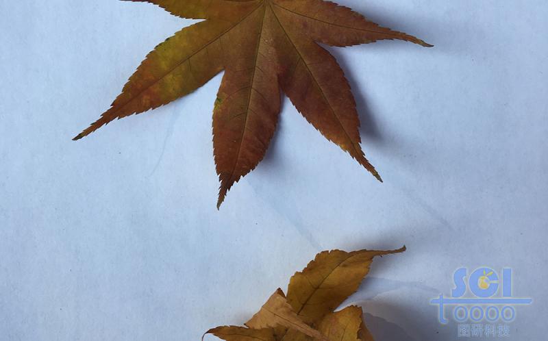 樹(shù)葉素材