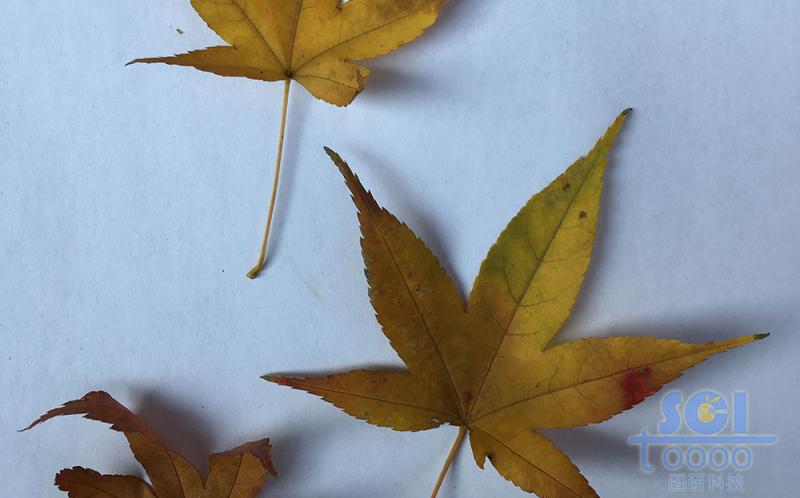 樹葉素材