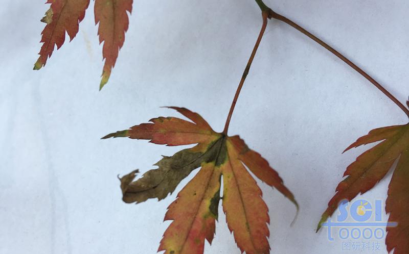 樹葉素材