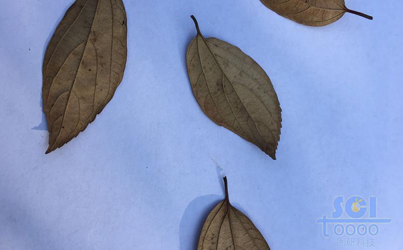 樹(shù)葉素材