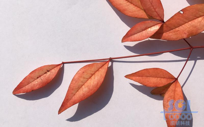 樹葉素材