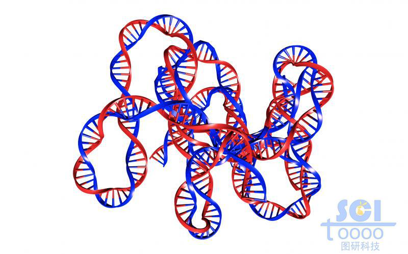 帶堿基對(duì)的DNA雙螺旋鏈
