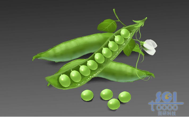 豆莢結(jié)構(gòu)