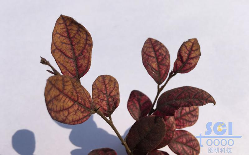 樹葉素材