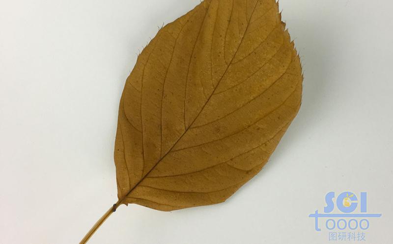 樹葉素材
