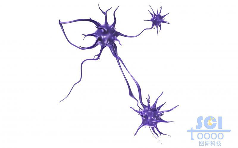 神經(jīng)元細胞單體