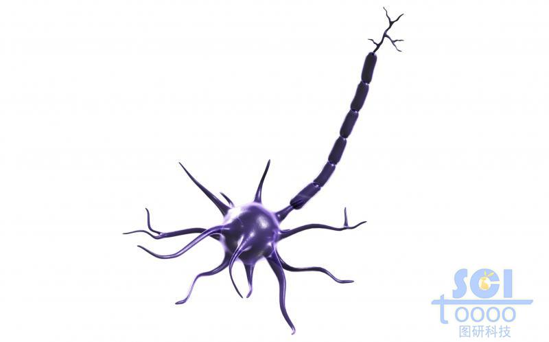 神經(jīng)元細胞單體