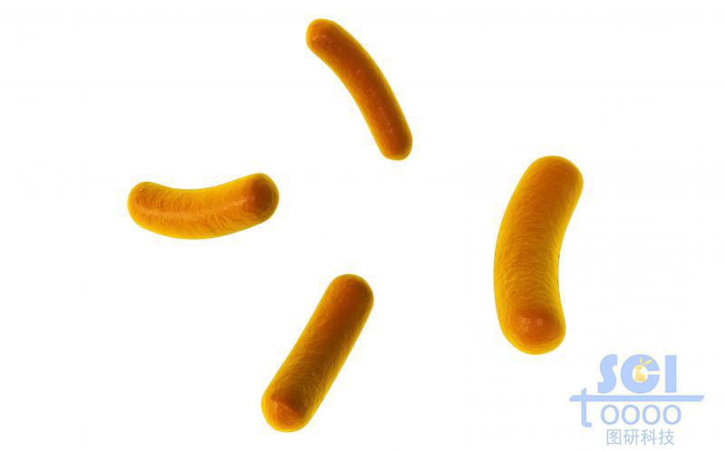 細菌結(jié)構(gòu)