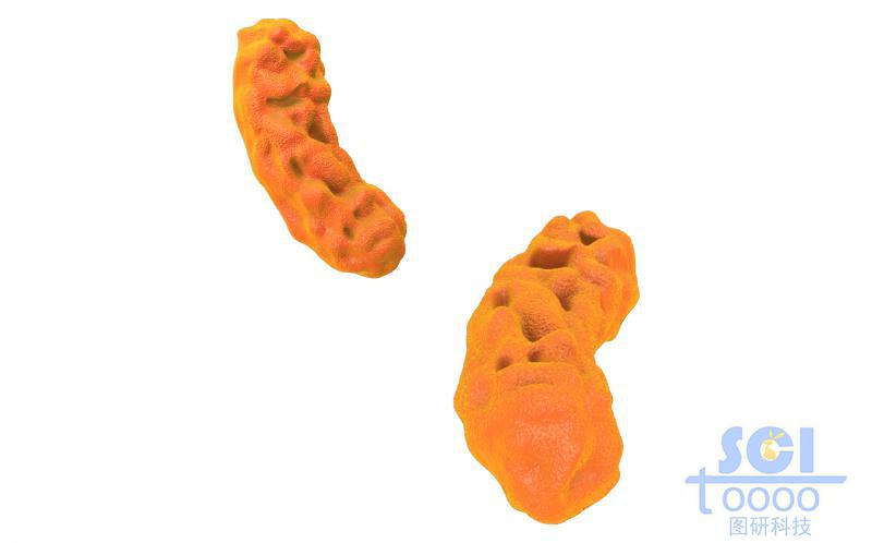 細菌結(jié)構(gòu)