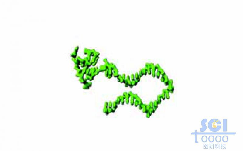 單鏈DNA結(jié)構(gòu)