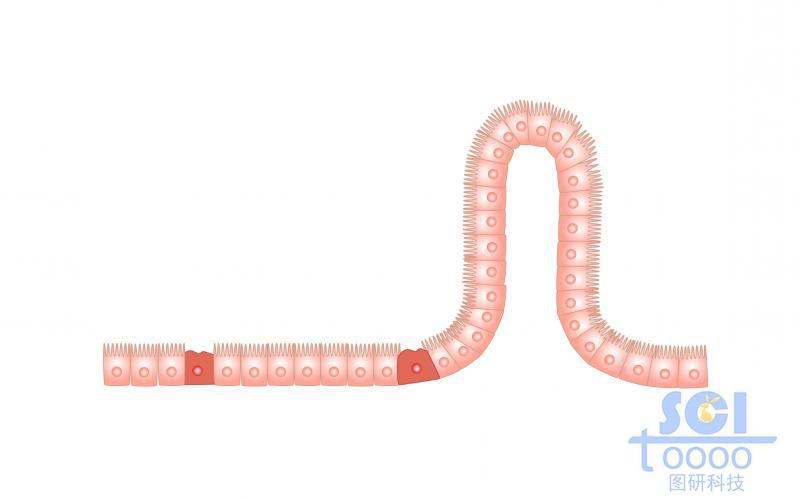 小腸上皮細(xì)胞
