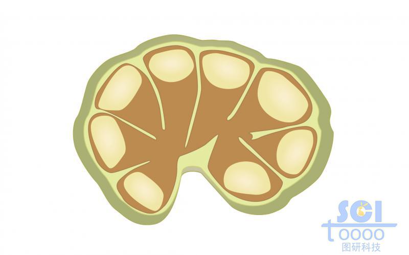 淋巴結(jié)構(gòu)