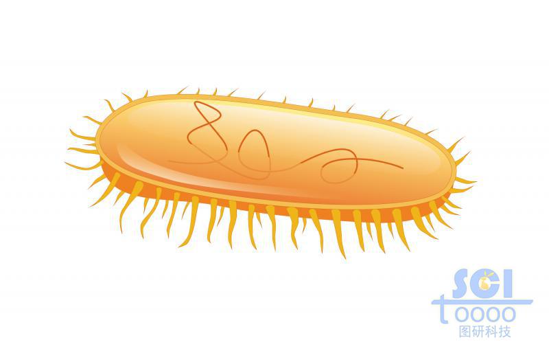 帶遺傳物質(zhì)的大腸桿菌