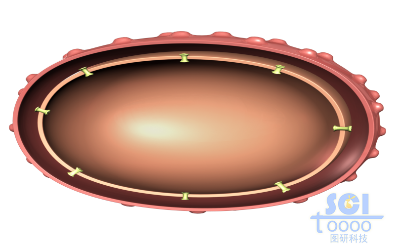 豎直切開的細胞與細胞核