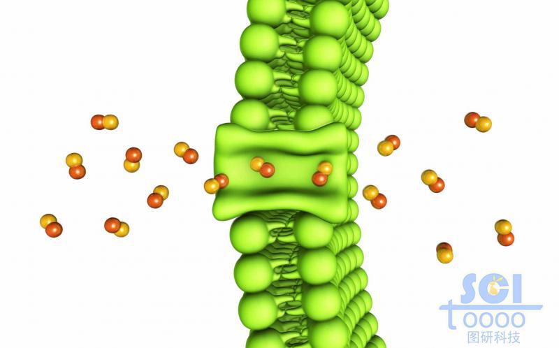 通道敞開(kāi)的磷脂雙分子結(jié)構(gòu)