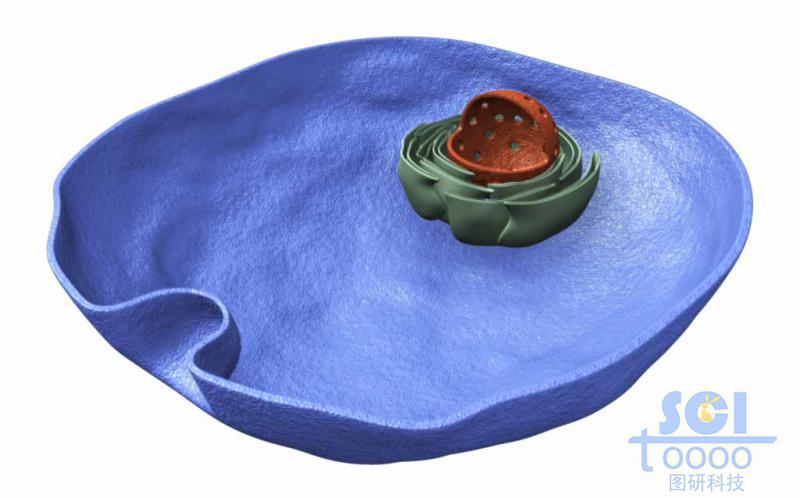 半切面帶細(xì)胞核高爾基體內(nèi)吞口的細(xì)胞結(jié)構(gòu)