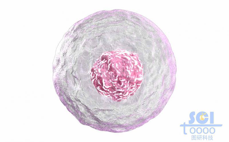 帶細(xì)胞核的單個(gè)細(xì)胞結(jié)構(gòu)